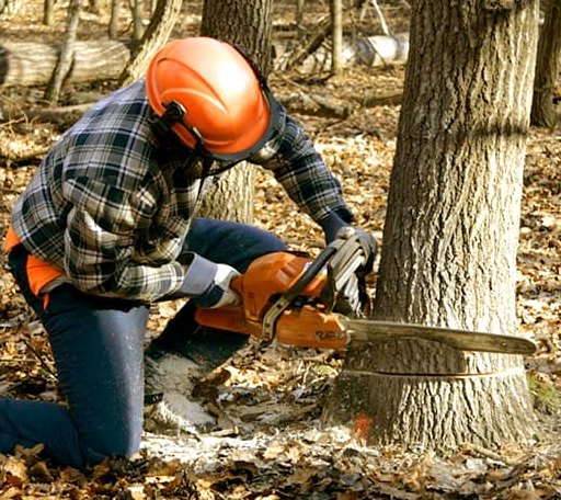 Tree Removal in Sarona, WI